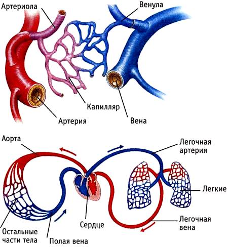 Вены Артерии Капилляры