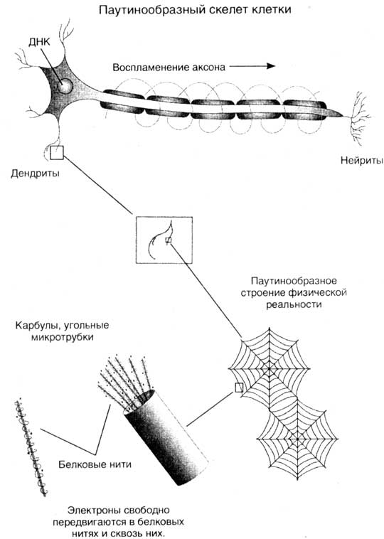 Тонкие тела Skel_klet