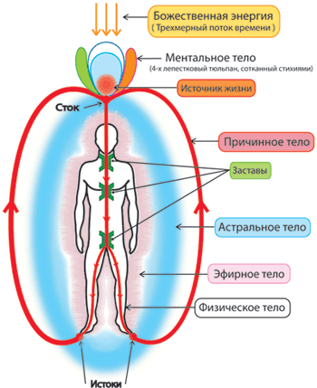 Тонкие тела Human_bodies